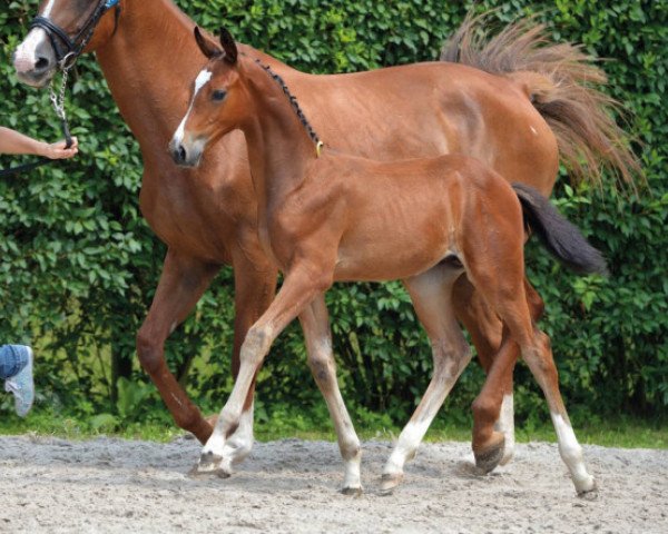 Springpferd Cornando van de Eijkhof Z (Zangersheide Reitpferd, 2016, von Cornet Obolensky)