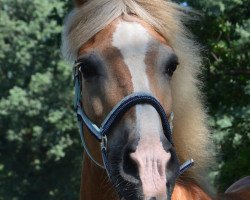 broodmare Sinella (Haflinger, 2002, from Abendstern)