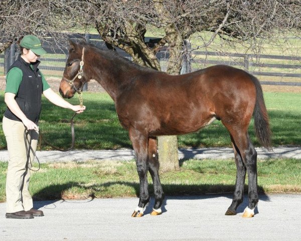 horse Money Lushka xx (Thoroughbred, 2015, from Paynter xx)