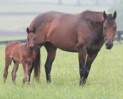 broodmare Emma Lushka xx (Thoroughbred, 2011, from Pioneerof The Nile xx)