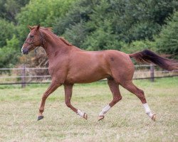 dressage horse Bluemotion (Oldenburg, 2010, from Belissimo NRW)