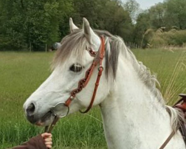 Pferd Kienbergs Lillyfee (Welsh Pony (Sek.B), 2005, von Breeton Bric)