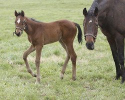 horse Paynted xx (Thoroughbred, 2016, from Paynter xx)