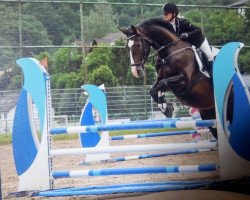 jumper Erol 7 (German Warmblood, 2011, from El Bundy)