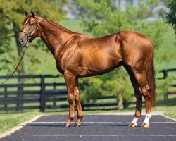 stallion Eskendereya xx (Thoroughbred, 2007, from Giant's Causeway xx)