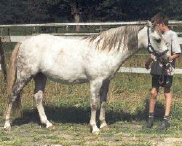 Zuchtstute Venus van de Zonnehoeve (Connemara-Pony, 1992, von Abbeyleix Finn)
