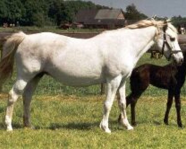 broodmare Looses Miscount (Connemara Pony, 1981, from Sticky)