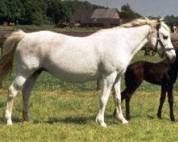 broodmare Looses Miscount (Connemara Pony, 1981, from Sticky)