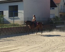 broodmare Rubia (Württemberger, 2002, from Rubicell)