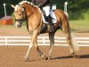 dressage horse Brentano B 2 (Haflinger, 2008, from Baumeister)