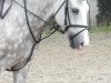 dressage horse Mirko 185 (New Forest Pony, 2001, from Anydale Martien)