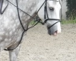 dressage horse Mirko 185 (New Forest Pony, 2001, from Anydale Martien)