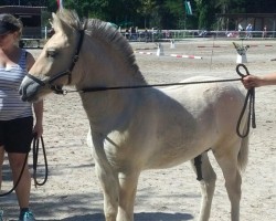 Pferd Harley (Fjordpferd, 2016, von Harkon)