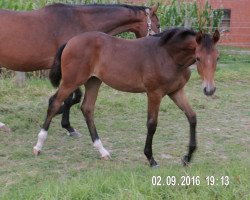 dressage horse Schicke Schnitte (Westphalian, 2016, from Scolari)