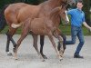 jumper Fellow Z (Zangersheide riding horse, 2016, from For Pleasure)