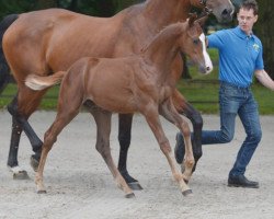 jumper Fellow Z (Zangersheide riding horse, 2016, from For Pleasure)