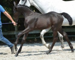 jumper Diva van de Pluimert Z (Zangersheide riding horse, 2016, from Douglas)