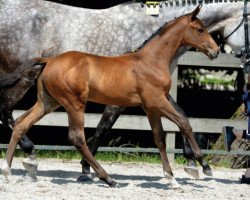 Springpferd Sidylle de Spalbec Z (Zangersheide Reitpferd, 2016, von Stakkato Gold)