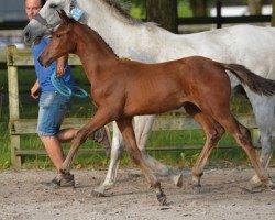 Springpferd Cool Diamant D&E Z (Zangersheide Reitpferd, 2016, von Cicero Z van Paemel)