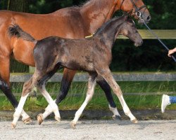 Springpferd Domino Vant Elzenhof Z (Zangersheide Reitpferd, 2016, von Dominator 2000 Z)