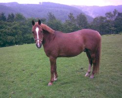 horse Vilou (German Riding Pony, 1994, from VIP)