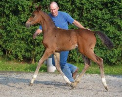 Springpferd Armani Vgw Z (Zangersheide Reitpferd, 2016, von Aktion Pur Z)