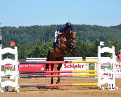 jumper Burlington 20 (German Sport Horse, 2010, from Balou's Erbe)