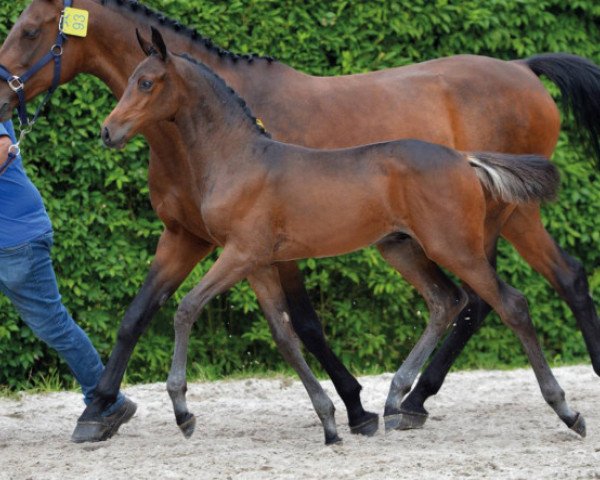 jumper Diamond for Ever Z (Zangersheide riding horse, 2016, from Dinken)