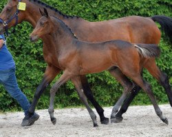 jumper Diamond for Ever Z (Zangersheide riding horse, 2016, from Dinken)