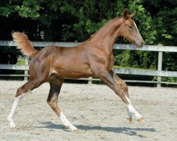 jumper King's Crowns JT Z (Zangersheide riding horse, 2016, from Kannan)