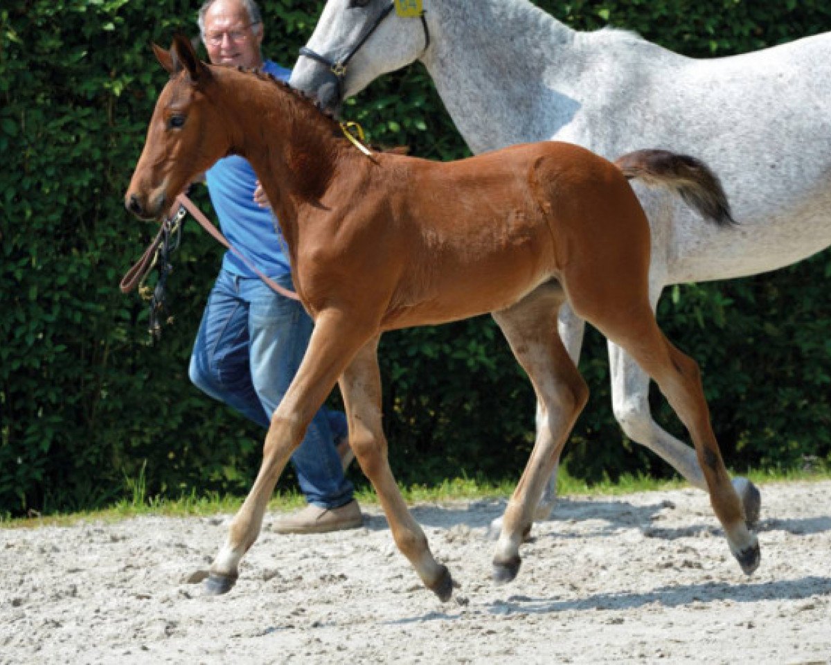 jumper Diathago JN Z (Zangersheide riding horse, 2016, from Diamant de Semilly)
