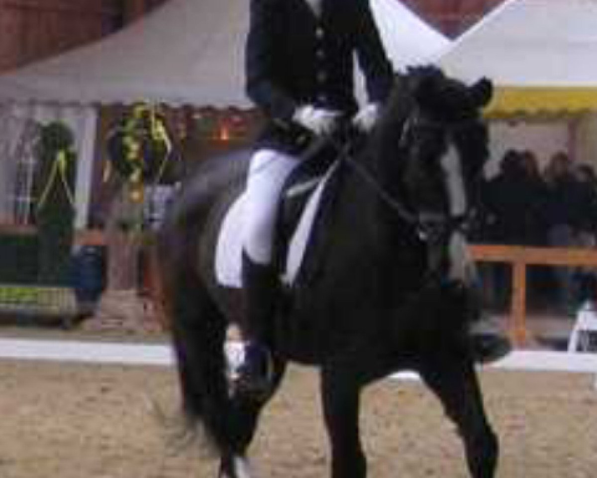 Pferd Cartusch 11 (Westfale, 1993, von Casaretto)