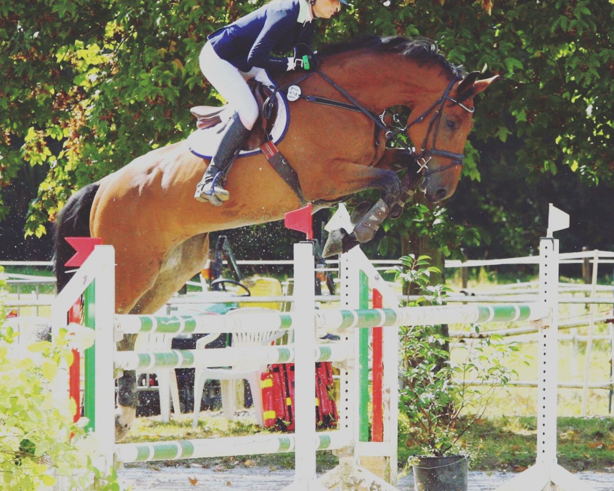 Springpferd Cocojambo (Westfale, 2010, von Comme il Faut)