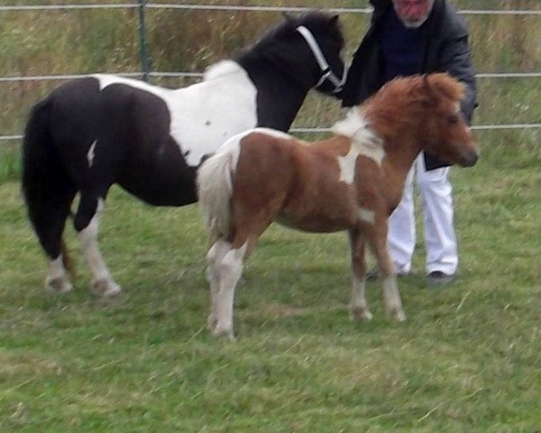 Pferd Isarons Noisetta (Shetland Pony, 2016, von Eclipse van d'Eul)