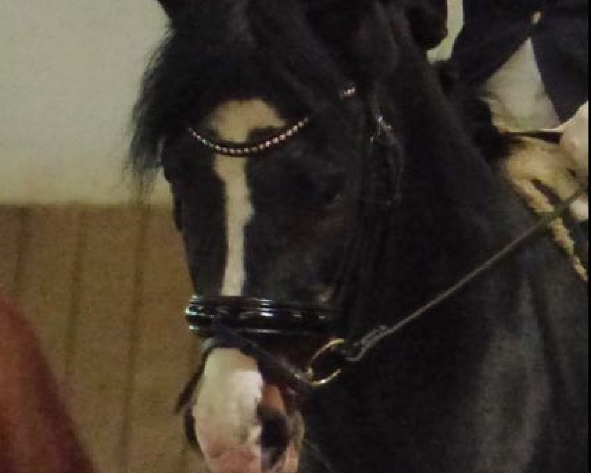 Deckhengst Viktor (Deutsches Reitpony, 1995, von Valido)