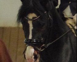 stallion Viktor (German Riding Pony, 1995, from Valido)