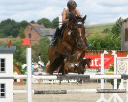 Zuchtstute Cool Carrot (Oldenburger Springpferd, 2008, von Calvaro Z)