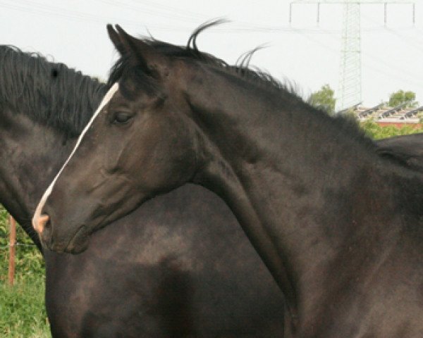 dressage horse Karla VR (Hanoverian, 2009, from Karolinger TSF)