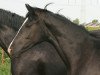 dressage horse Karla VR (Hanoverian, 2009, from Karolinger TSF)