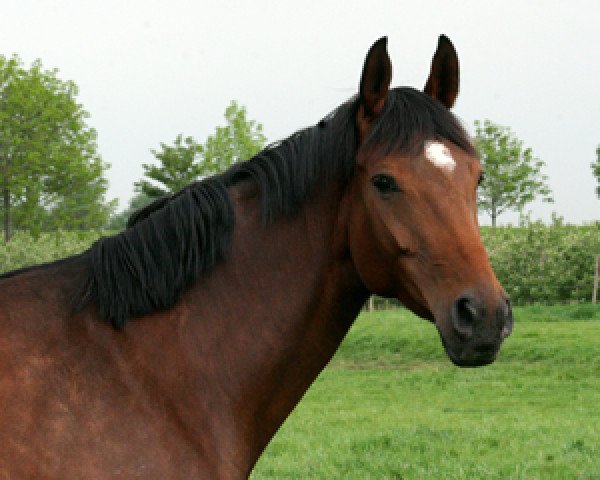 broodmare Lucie (Hanoverian, 2006, from Lauries Crusador xx)