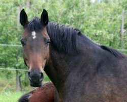 broodmare Rawina (Hanoverian, 2000, from Rotspon)