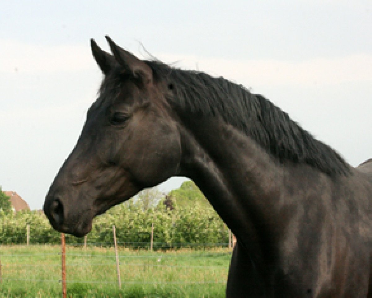 Zuchtstute Feodora (Hannoveraner, 2005, von Fürst Heinrich)