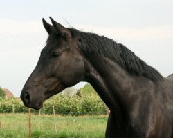horse Feodora (Hannoveraner, 2005, from Fürst Heinrich)