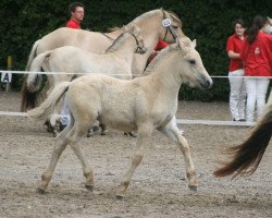 horse Darian (Fjord Horse, 2014, from Dylan)