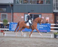 dressage horse Wüstensohn-Sahib (Oldenburg, 2000, from Wolkentanz II)