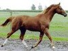 dressage horse De Nicola (Hanoverian, 1999, from De Niro)