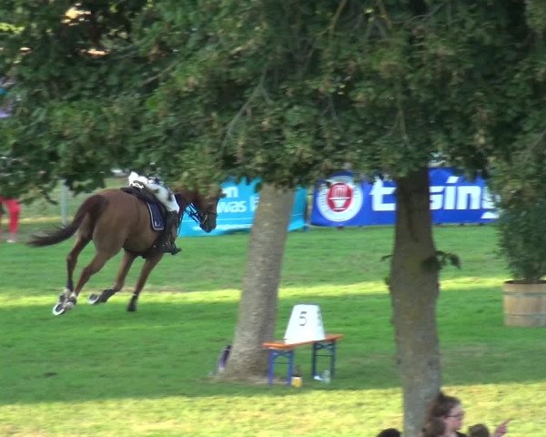 Reitturnier Bietigheim-Bissingen 2019