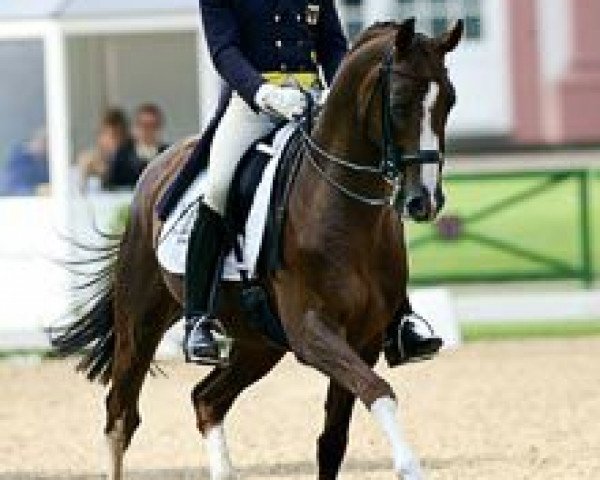 dressage horse Don Bubano (Hanoverian, 1996, from Donnerhall)