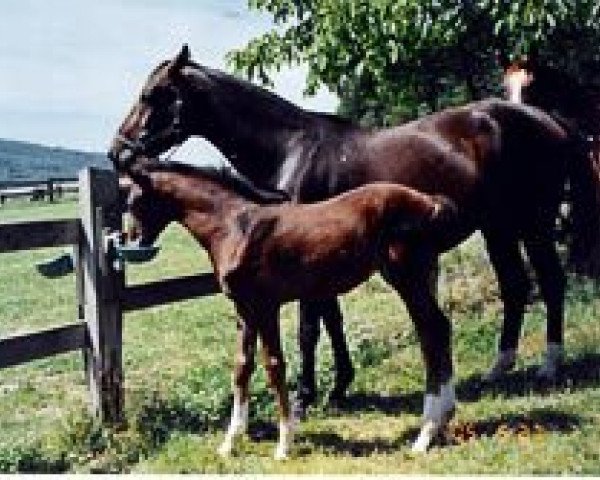 broodmare Dolcita L (Hanoverian, 2000, from Donnerhall)