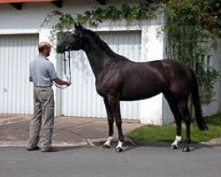 broodmare Leona L (Hanoverian, 2003, from Latimer)